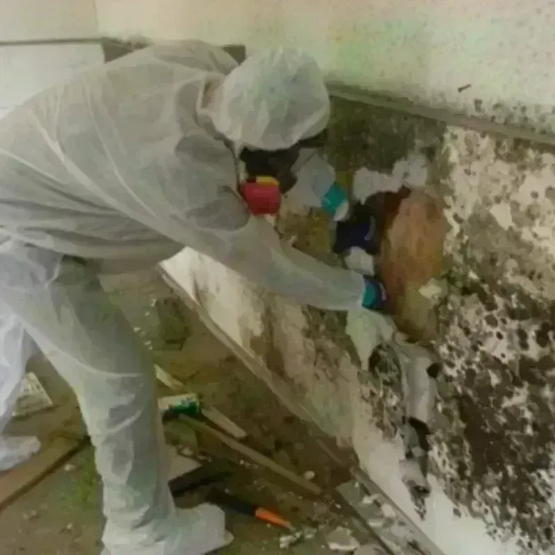 Mold Remediation and Removal in Volo, IL